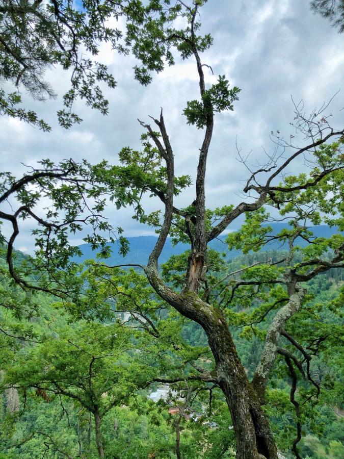 Achela'S Guesthouse Borjomi Dış mekan fotoğraf