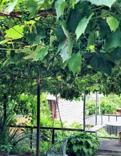 Achela'S Guesthouse Borjomi Dış mekan fotoğraf